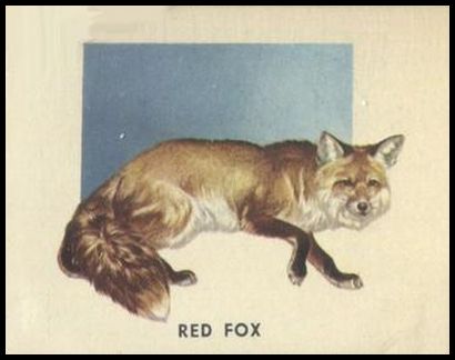 185 Red Fox